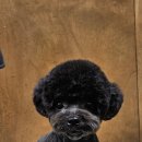 멜팅그루밍 이미지