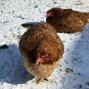 대섬알이랑 이미지