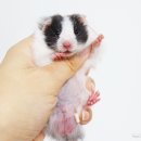깃털동물상점