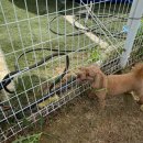 제주펫스쿨 이미지