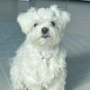 쥬뗌몽슈 이미지