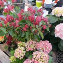 가연농장 이미지