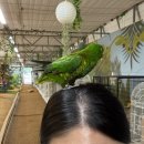 앤버드 | 청주 아기랑 가볼만한곳 추천/ 체험형 실내동물원 버드앤쥬 후기