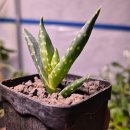 수원-0943 이미지