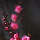 아침에 새소리 이미지