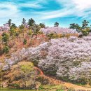 진달래 핀 풍경 이미지