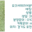 모델독켄넬 이미지