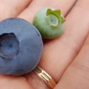 메이플팜 이미지