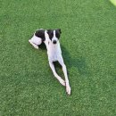 뽀송하개 재워줄개 이미지