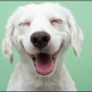 오뉴월 개팔자 이미지