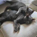그린텍 | 고양이 종합영양제 추천 유산균 엘라이신을 한번에 그린텍펫헬스 뉴클레오타이드