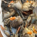 견생폼나개 이미지