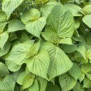 민등농장 이미지