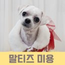 너랑나랑 행복하개 이미지