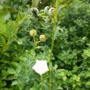 고영삼복싱아카데미 이미지