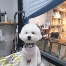 honapet(호나펫) 이미지