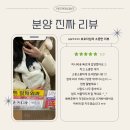 부산애견샾 애견미용 소유펫 | [공지] 👉 펫퍼센트 3월 이벤트 분양중인 아가몽 💖