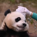 툥바오 판다월드 얼음 세신샵 오픈 첫 손님 후이바오🐼🩷 이미지