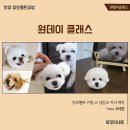 양모아네뜨