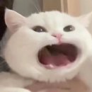 하루비어 | 탈모앰플 효과 비어있던 정수리 탈출 후기