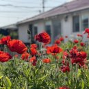 김녕안트레 이미지