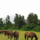 현규목장 이미지