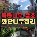 휘경79 | 주택 화단정리 죽은나무 잡초제거