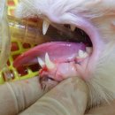 도화동물병원 이미지