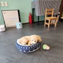 마이펫 부산대점 이미지