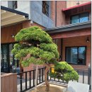 미송농장 이미지