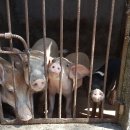 인석농장 이미지