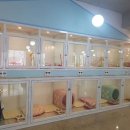 러블리독 애견카페 이미지