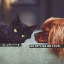 펫코디 이미지