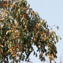 삼태미마을 이미지