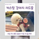 산책 | 이냥저냥 공방 강아지리드줄 추천, 숑숑이 커스텀 산책줄 후기