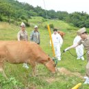 장교축산 이미지