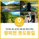 9월12일 (토) 왕피천 봇 도랑길 수로길 걸으며 마음의 자유 시간을 가지고 성류굴에서 자연의 신비함에 감탄 이미지