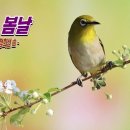 어느 봄날 / 황옥연 詩 정희선 曲(E major 연주버전), 돌배꽃 꽃잎에 싸여 어느새 잠이 든 낮달... 이미지