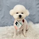 봄날의 댕댕이 이미지