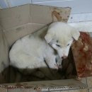 평강주유소 이미지