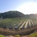 예안면 주진리(주진교) 이미지