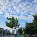 동인4가동경로당 | [셀프 부케]양재꽃시장 촬영용 셀프 들꽃 부케만들기 (소매동, 진주핀 없이 리본 묶는 법)