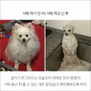 댕댕이샤워 네이버블로그