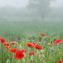 아침이슬 이미지