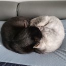 빌레못 이미지