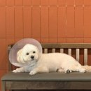 양코치 애견카페 이미지