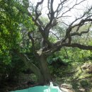 감정초교 이미지