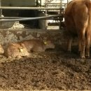 해게울 목장2 이미지