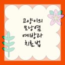 청수동물병원 | 천안동물병원 모낭염에 대한 모든 것