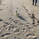 엘까미노 이미지